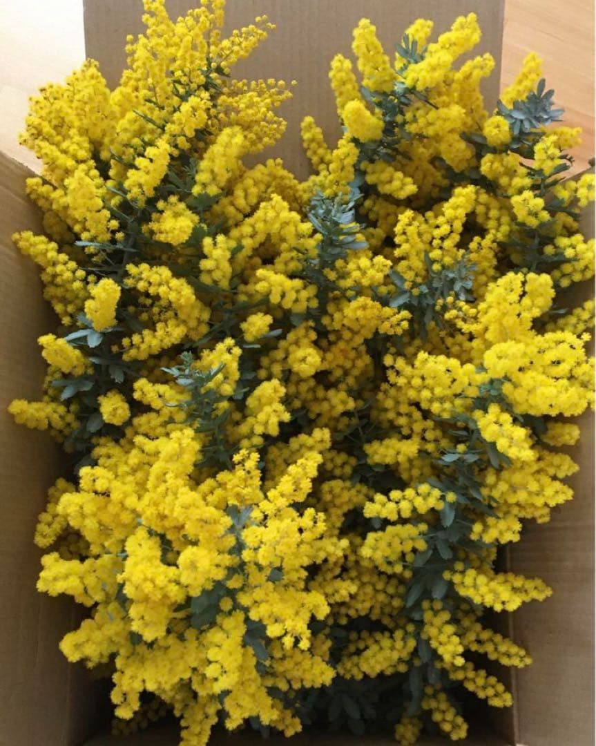 m_flower　ミモザ　フレッシュ　生花　100サイズ　保水有り　カット