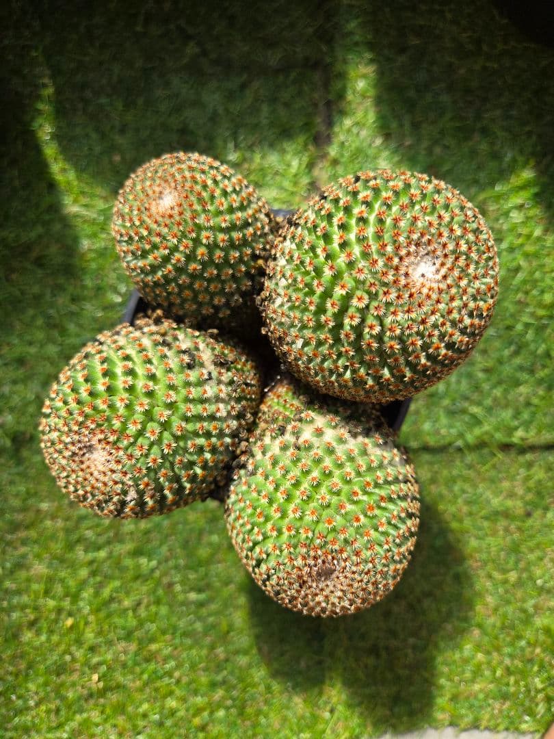 サボテン　マミラリアクルシゲラ 国内　実生 塊根植物