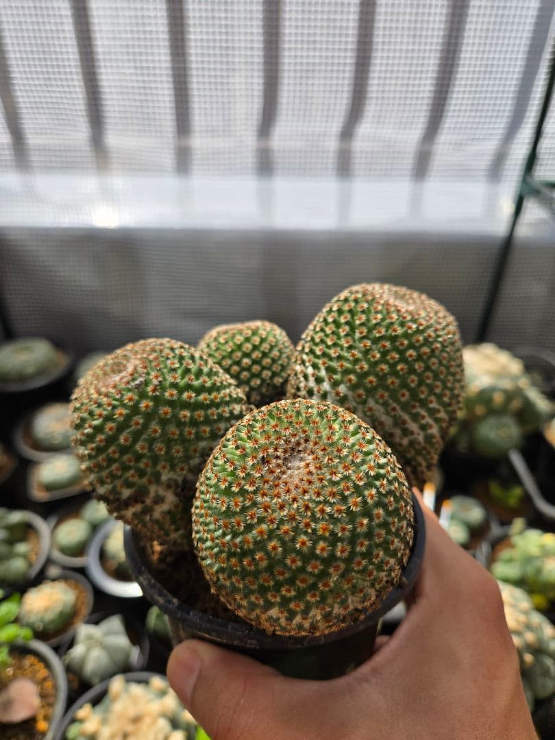 サボテン　マミラリアクルシゲラ 国内　実生 塊根植物