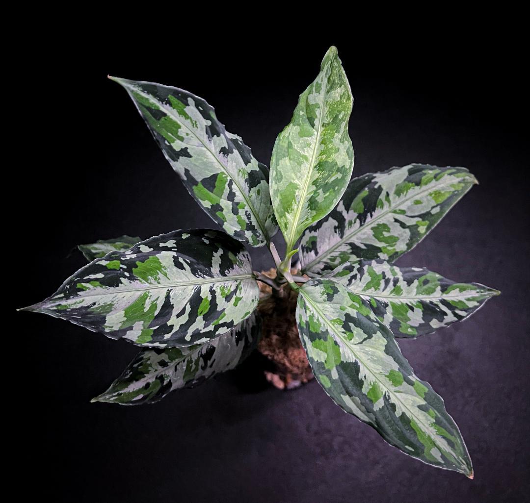 ◆RGL◆ 斑入り 中株 現地便 南スマトラ アグラオネマピクタム マルチカラー