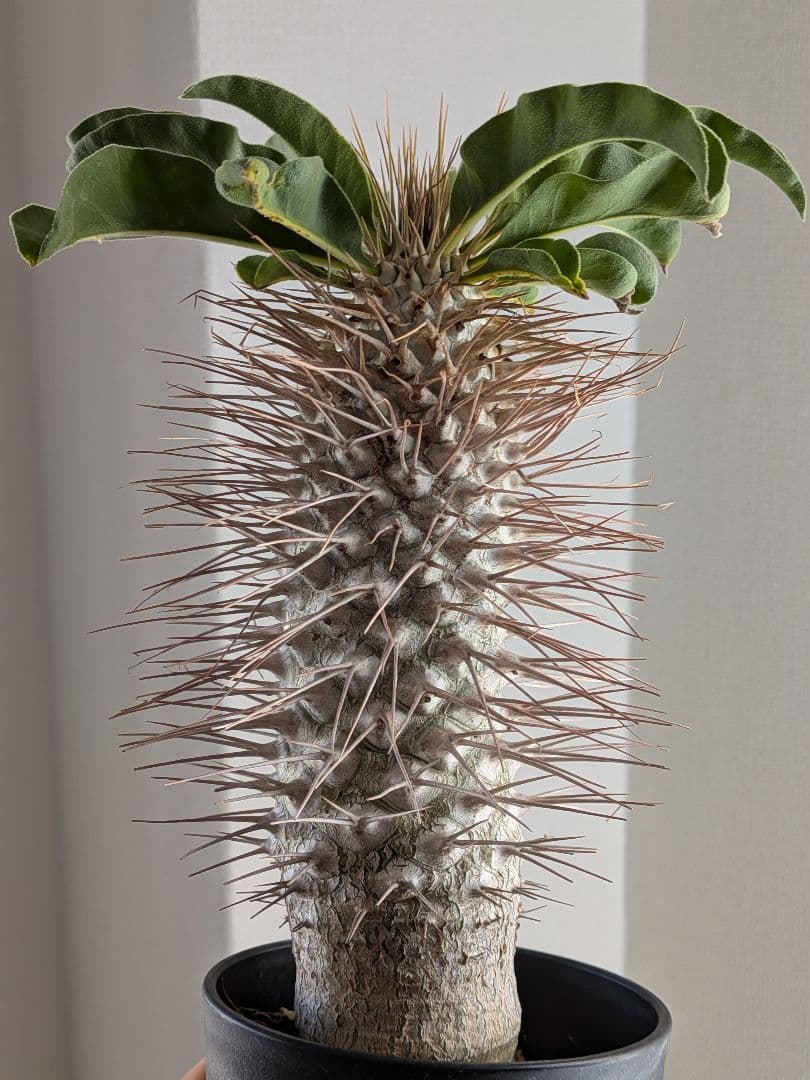 光堂　パキポディウム　ナマクアナム