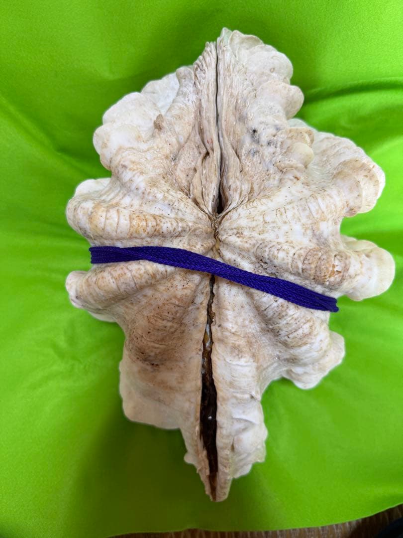 貝殻ヒレシャコガイ特大