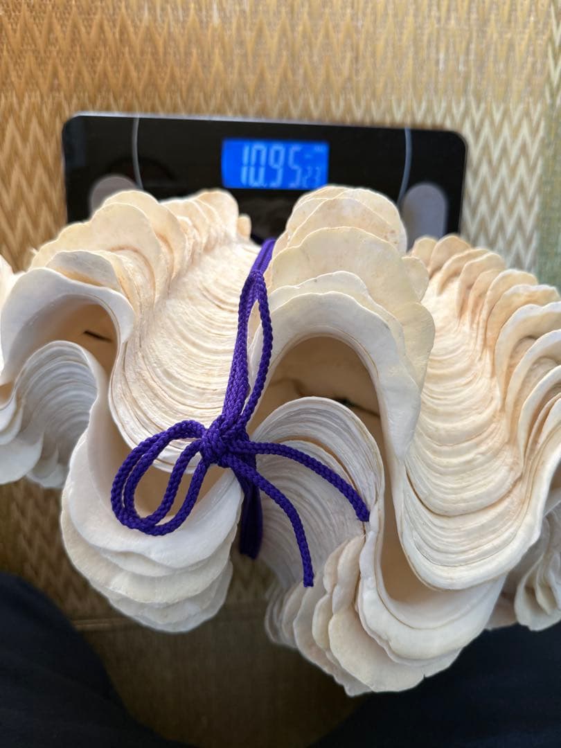 貝殻ヒレシャコガイ特大