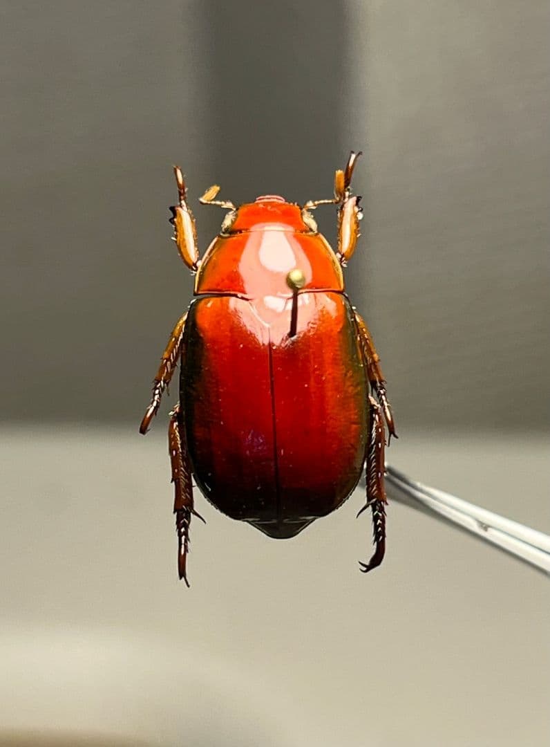 【奥行真紅】クリスマスビートル 標本オーストラリア産 プラチナコガネ カナブン