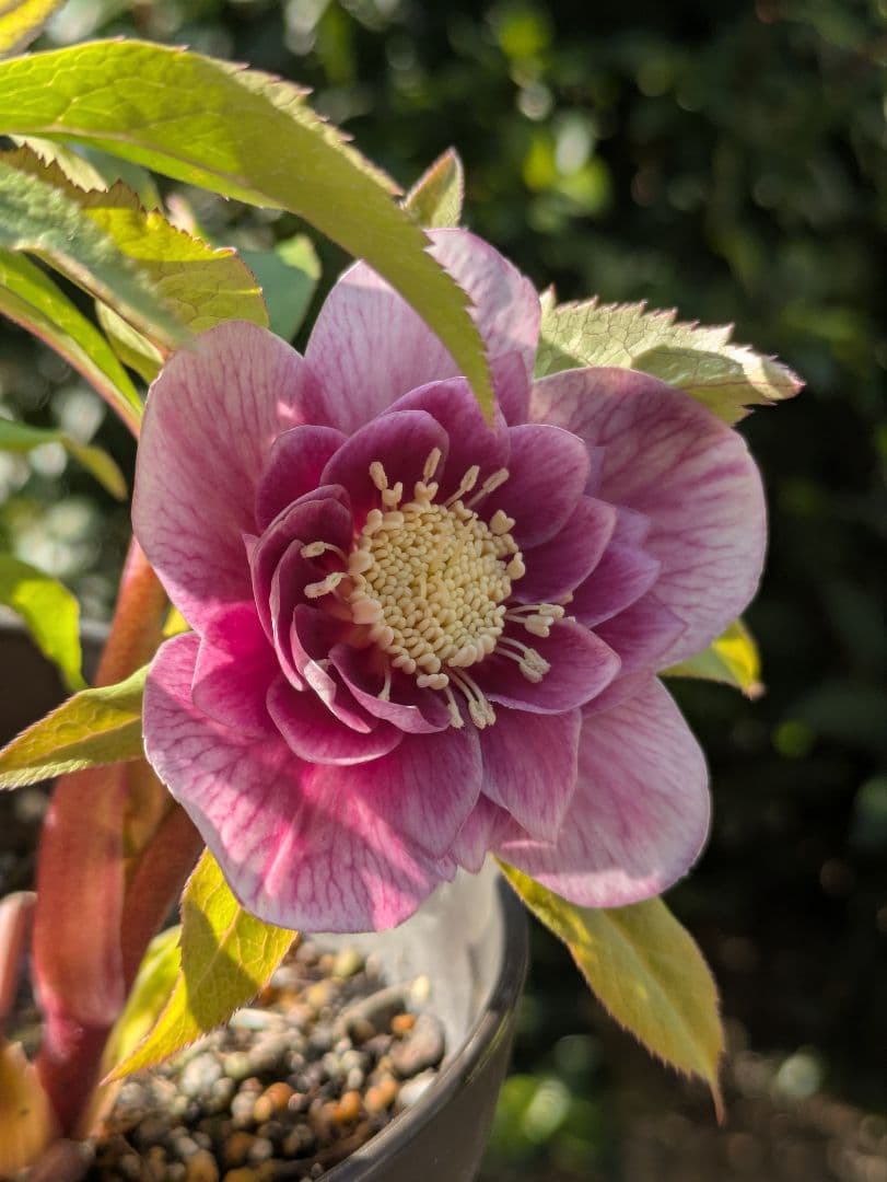 【広瀬園芸】クリスマスローズ ソレイユ系dd 蕾複数有