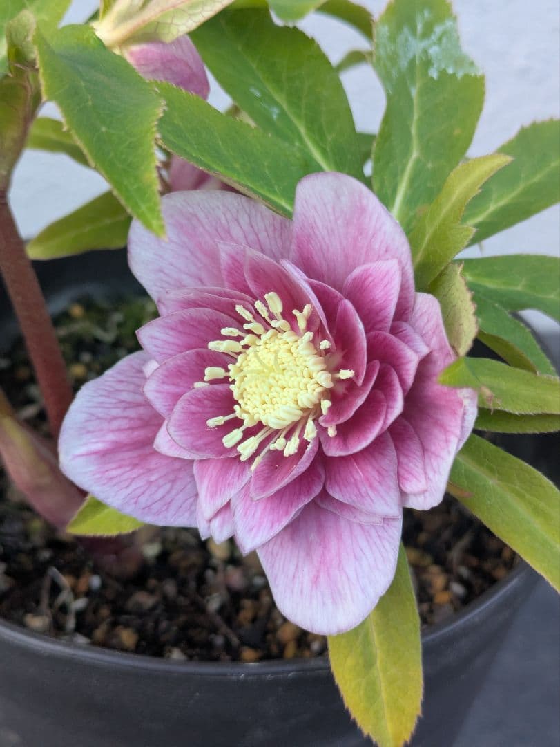 【広瀬園芸】クリスマスローズ ソレイユ系dd 蕾複数有