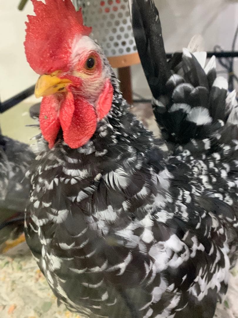 リトルママ　孵卵器