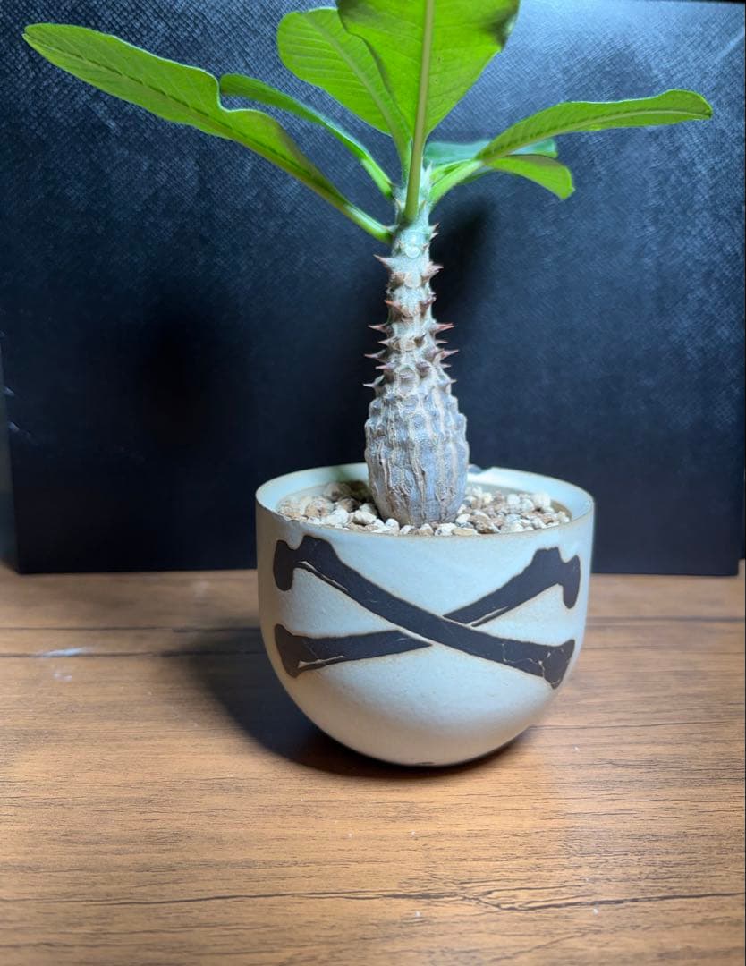 ゆう戦士　ウィンゾリー、ピグマエア