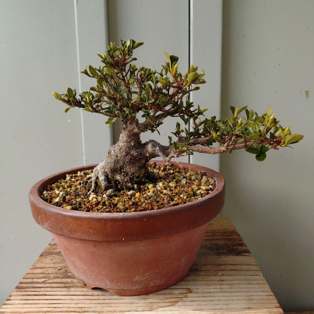 小品皐月　明美の月　短寸太幹　高13cm