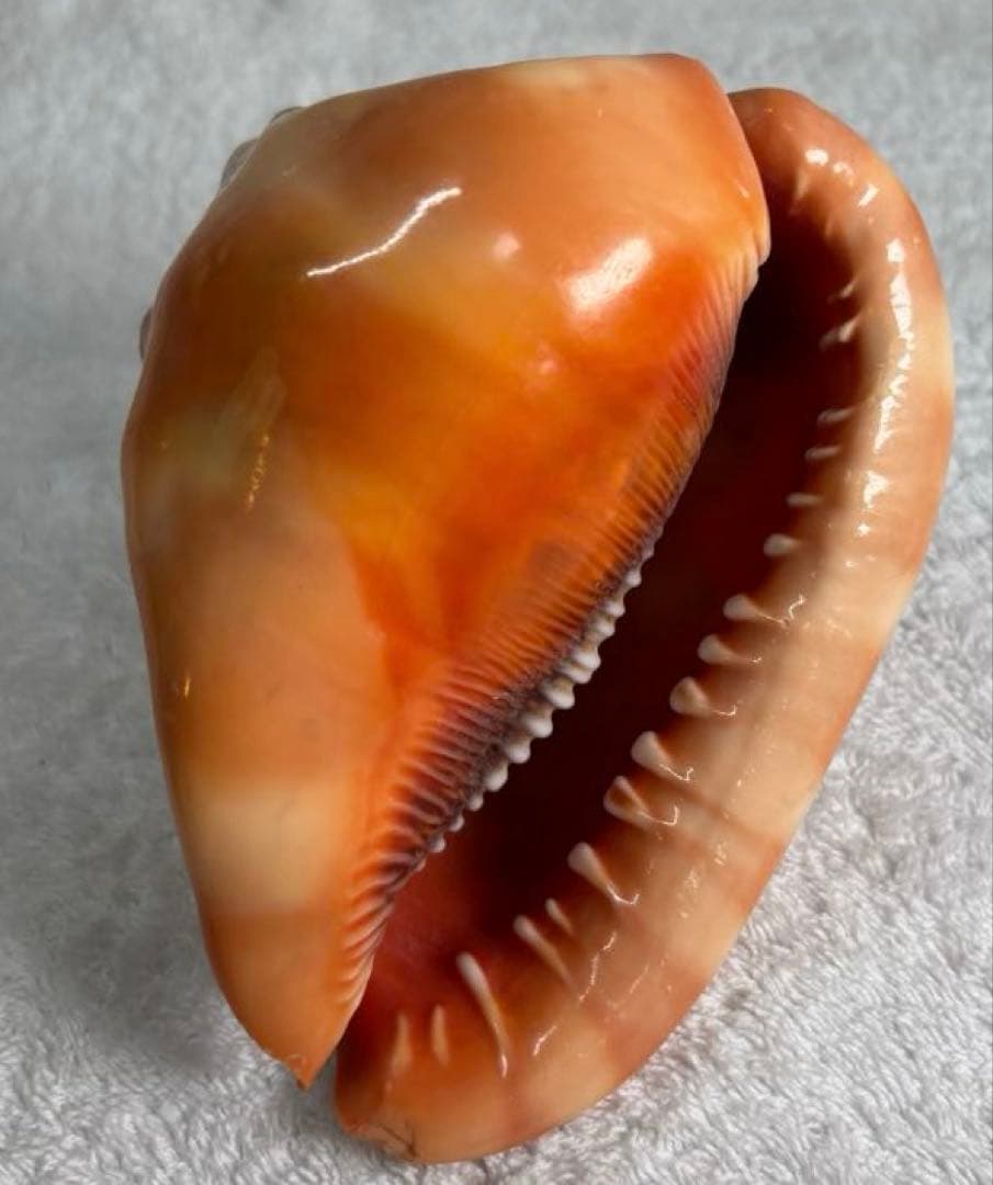 【天然モノ】彫刻女性像の貝殻 置物