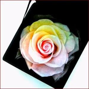 【高級プリザーブドフラワー】パステルレインボーローズ ボックス