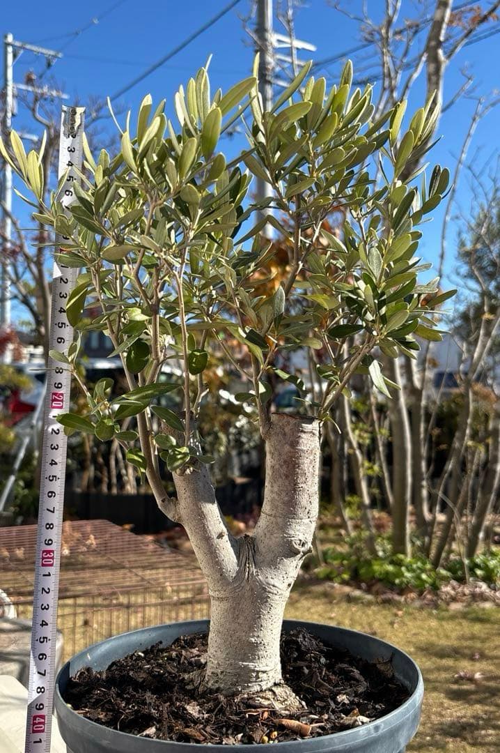 オリーブの木　極太　古木　シンボルツリー　植物　盆栽