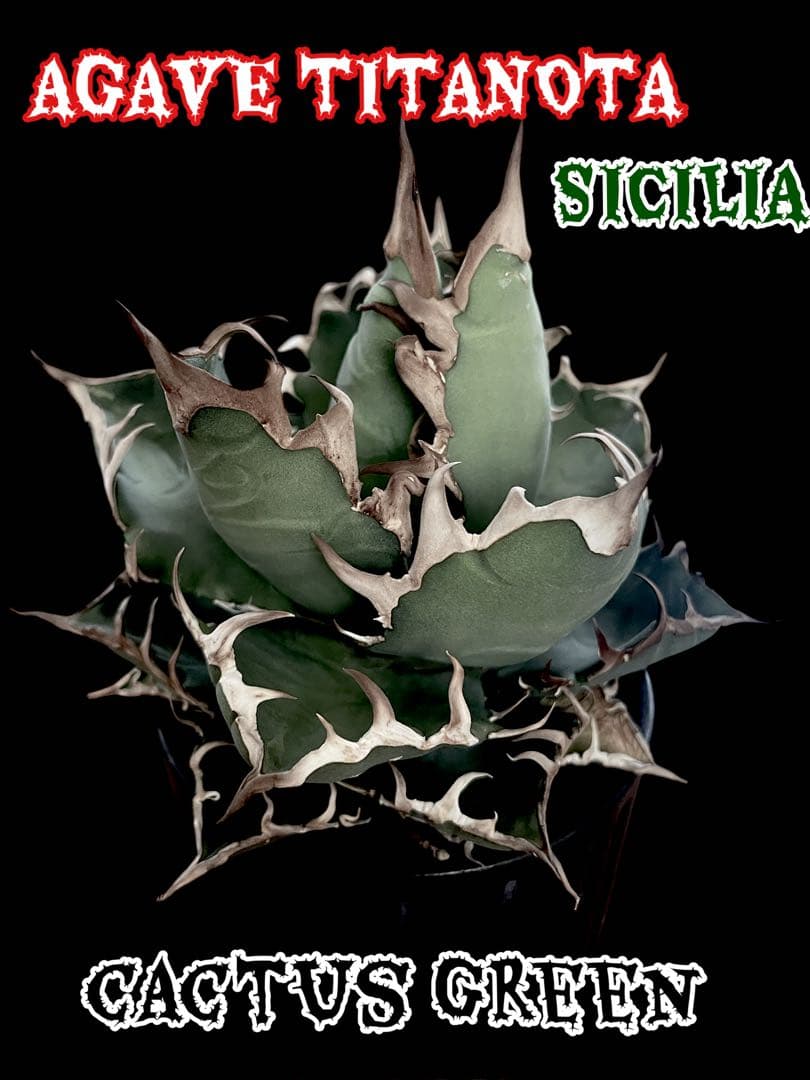 レア特価【CG産】アガベ チタノタ　シチリア　スパチタ　カクタスグリーン