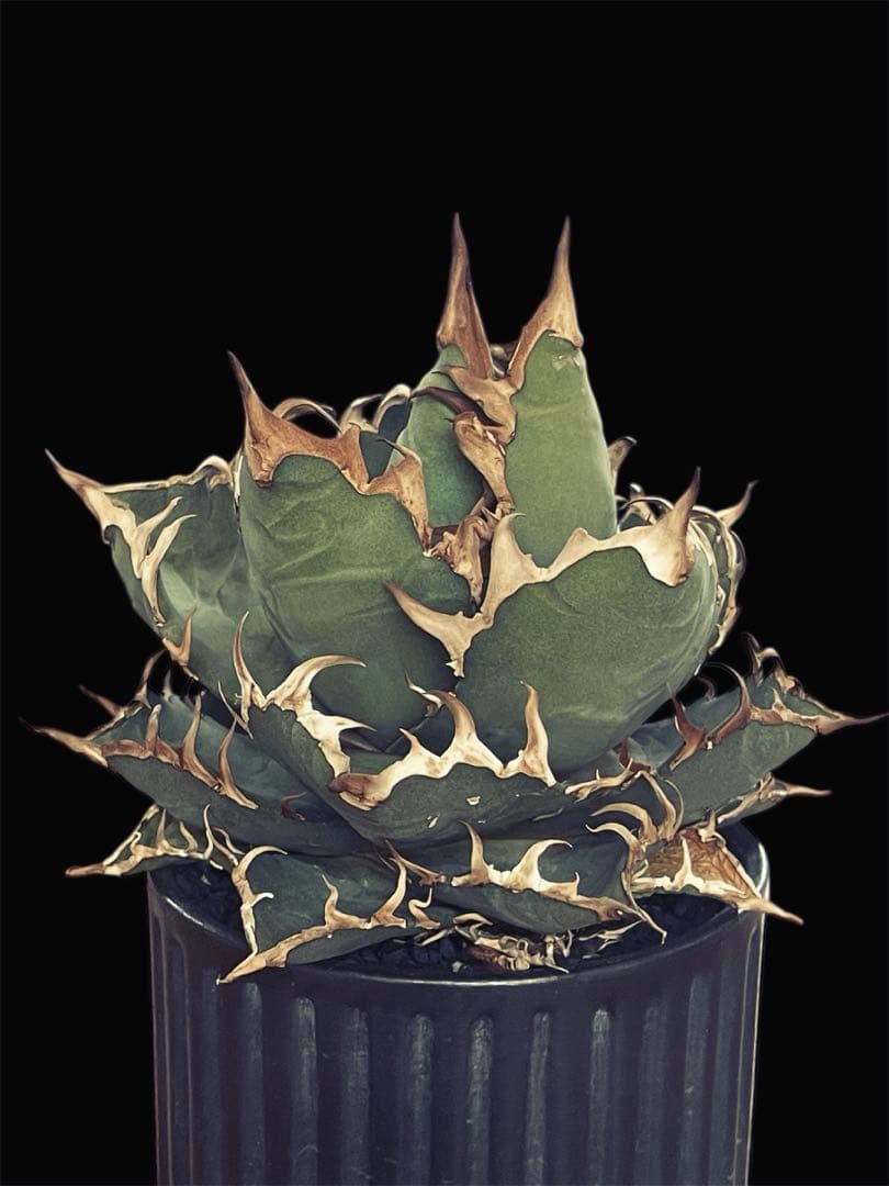 レア特価【CG産】アガベ チタノタ　シチリア　スパチタ　カクタスグリーン