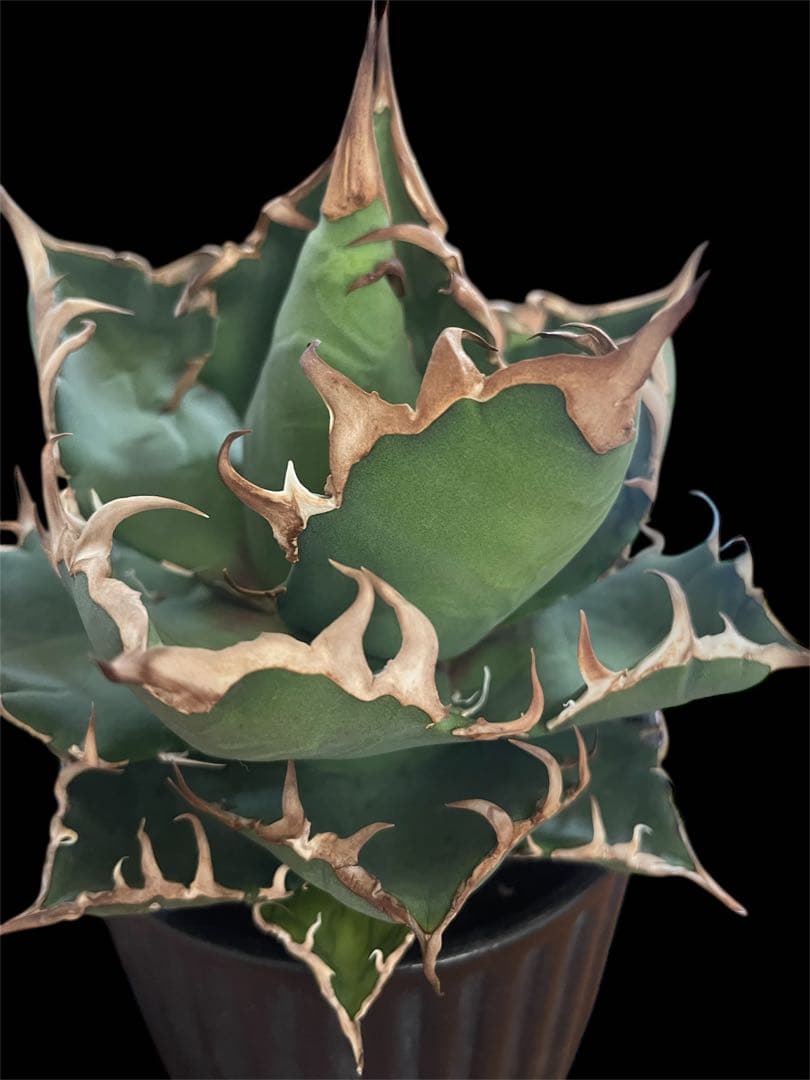 レア特価【CG産】アガベ チタノタ　シチリア　スパチタ　カクタスグリーン