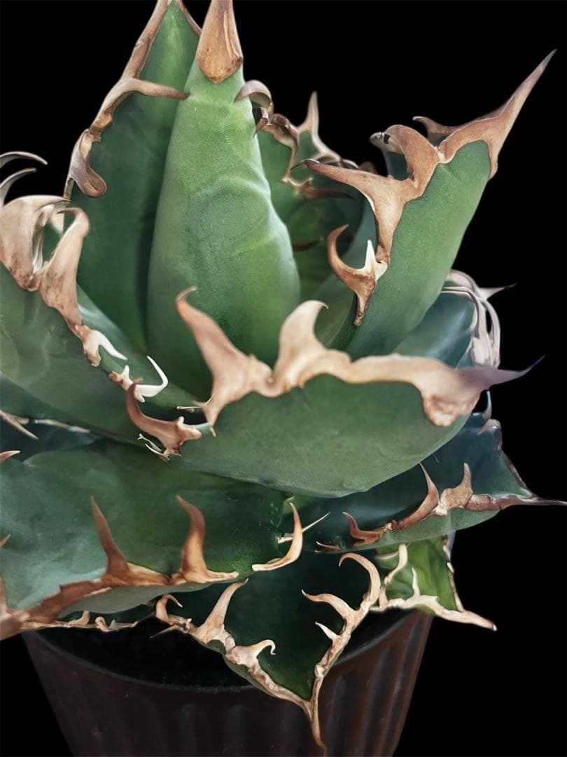 レア特価【CG産】アガベ チタノタ　シチリア　スパチタ　カクタスグリーン