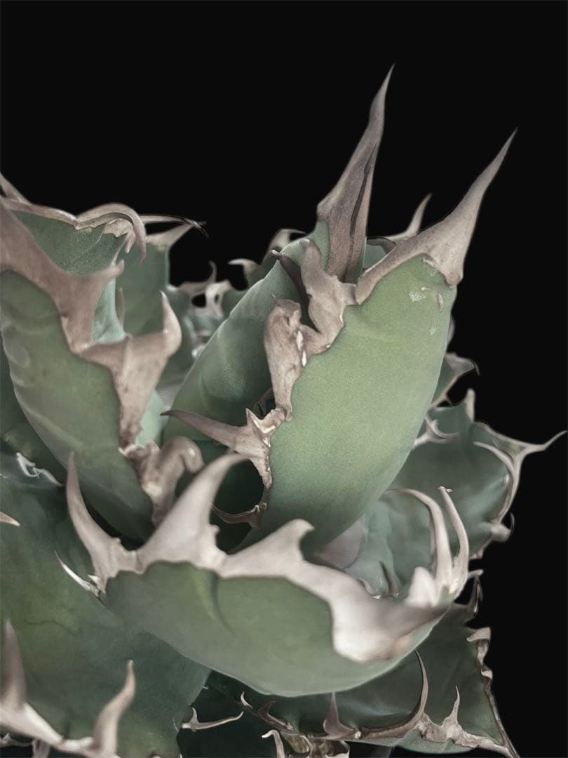 レア特価【CG産】アガベ チタノタ　シチリア　スパチタ　カクタスグリーン