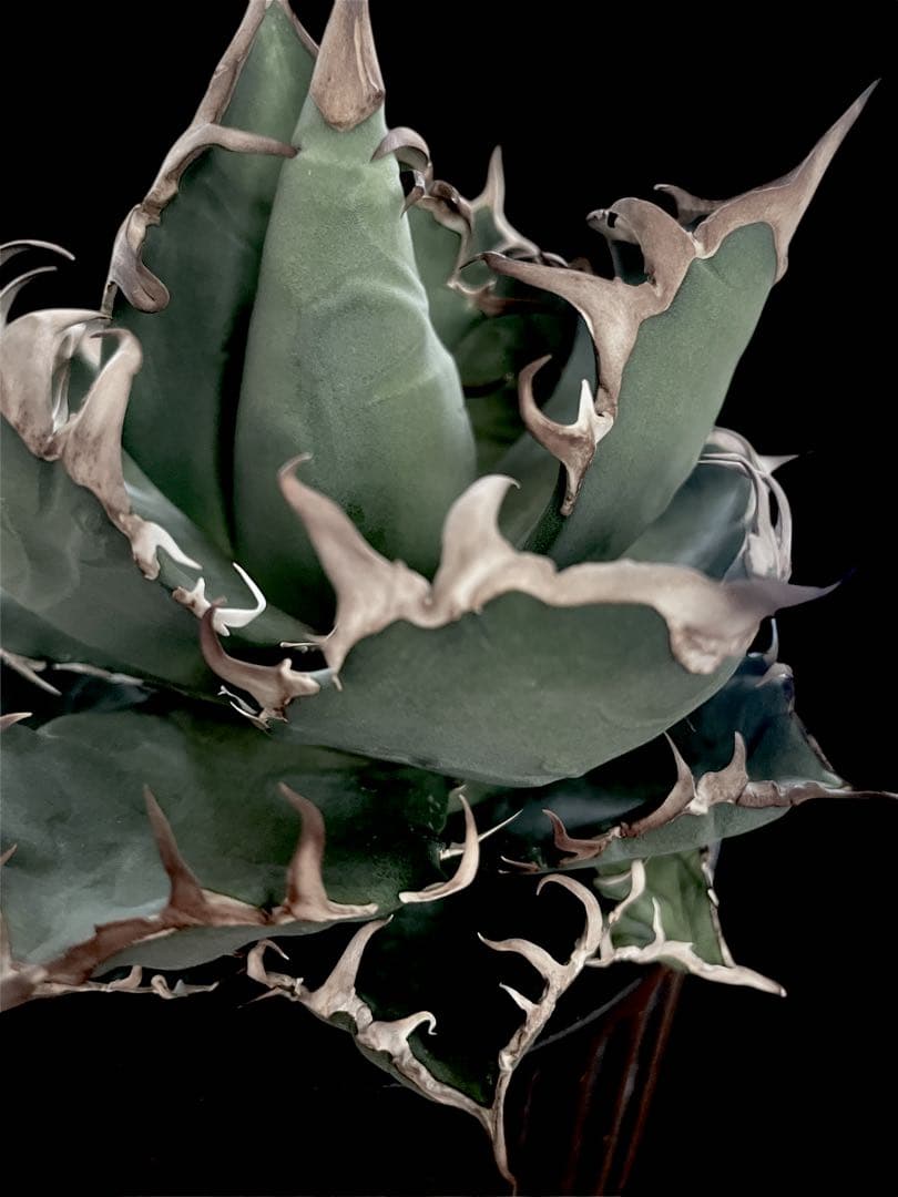 レア特価【CG産】アガベ チタノタ　シチリア　スパチタ　カクタスグリーン