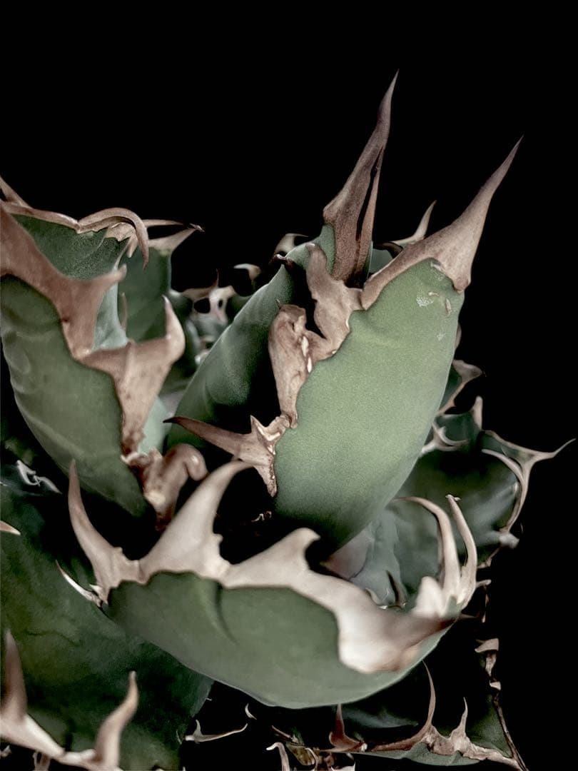 レア特価【CG産】アガベ チタノタ　シチリア　スパチタ　カクタスグリーン