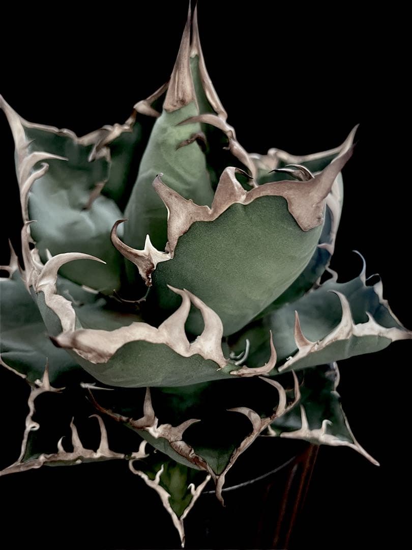 レア特価【CG産】アガベ チタノタ　シチリア　スパチタ　カクタスグリーン