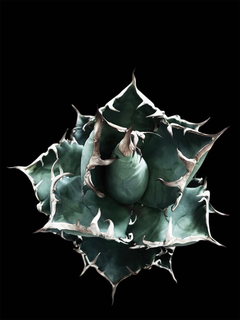 レア特価【CG産】アガベ チタノタ　シチリア　スパチタ　カクタスグリーン