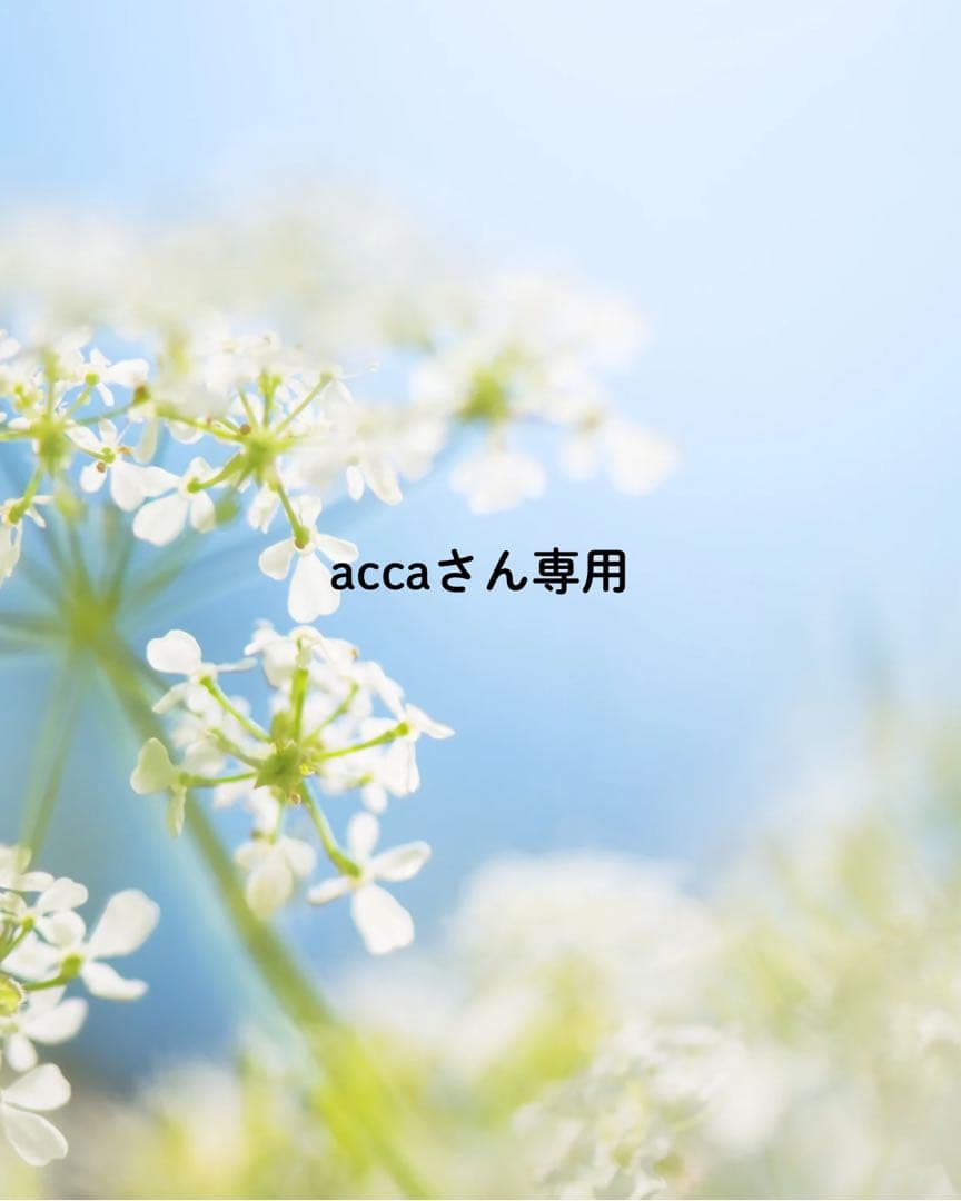 accaさん専用