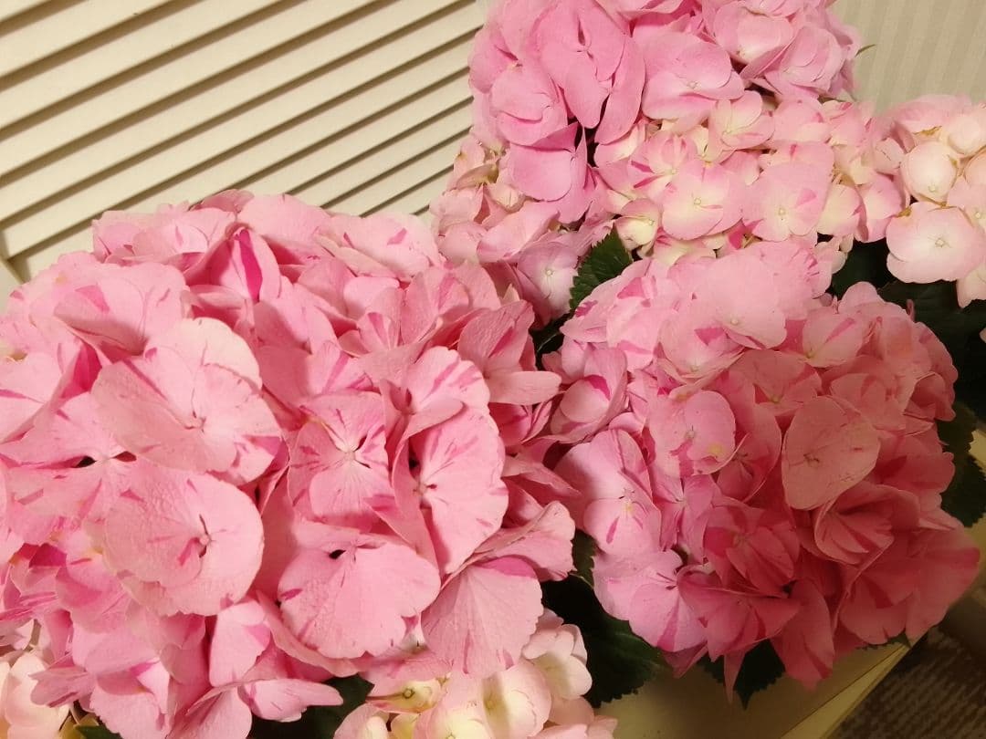 珍しい品種　絞り模様　スプラッシュアジサイ　紫陽花　5号鉢