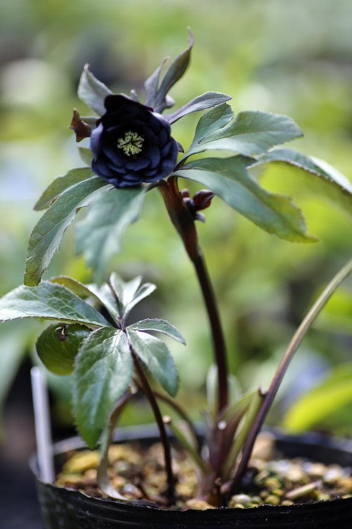 クリスマスローズ 開花株 小輪八咫烏hyb