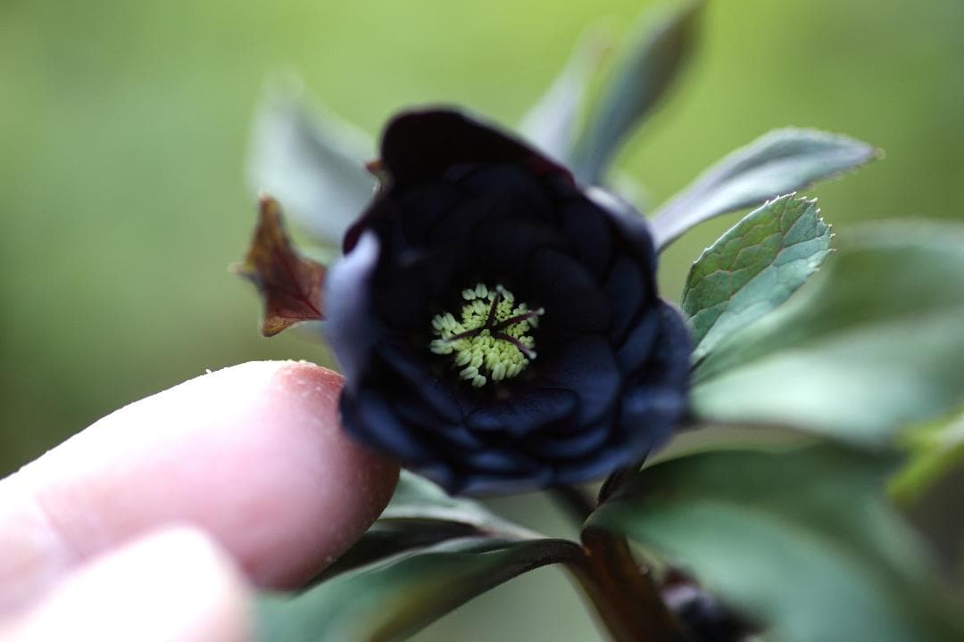 クリスマスローズ 開花株 小輪八咫烏hyb