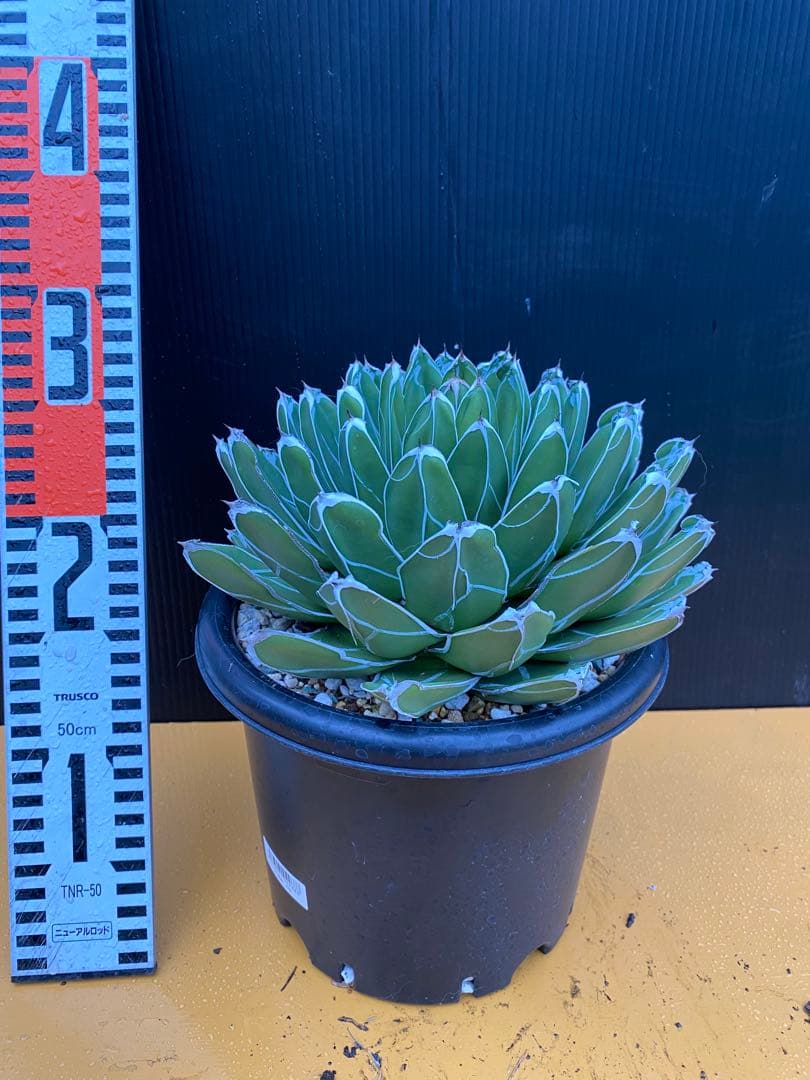 値下げ中！アガベ　笹の雪　ダルマ　極上株！　直径20センチ！