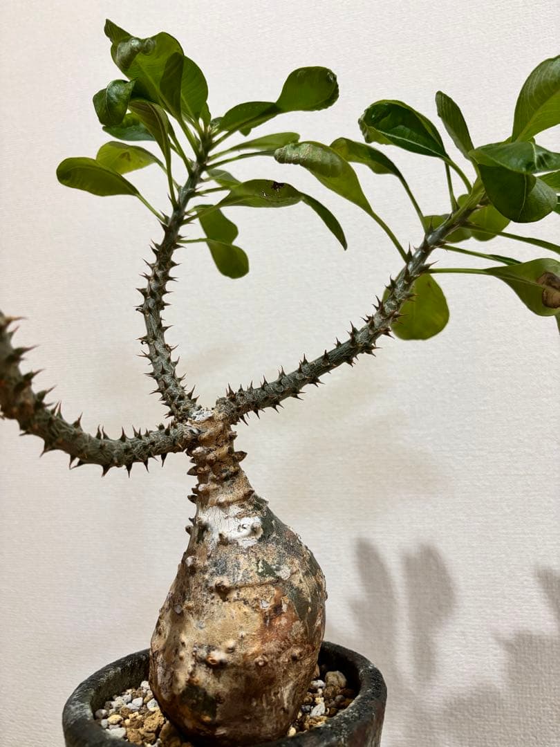 パキポディウム　ウィンゾリー　現地球