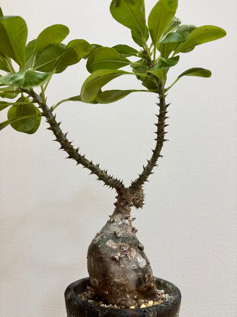 パキポディウム　ウィンゾリー　現地球