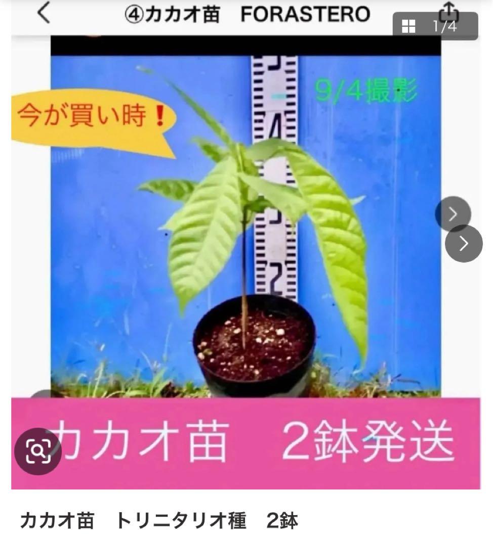 カカオ苗2鉢組　トリニタリオ種