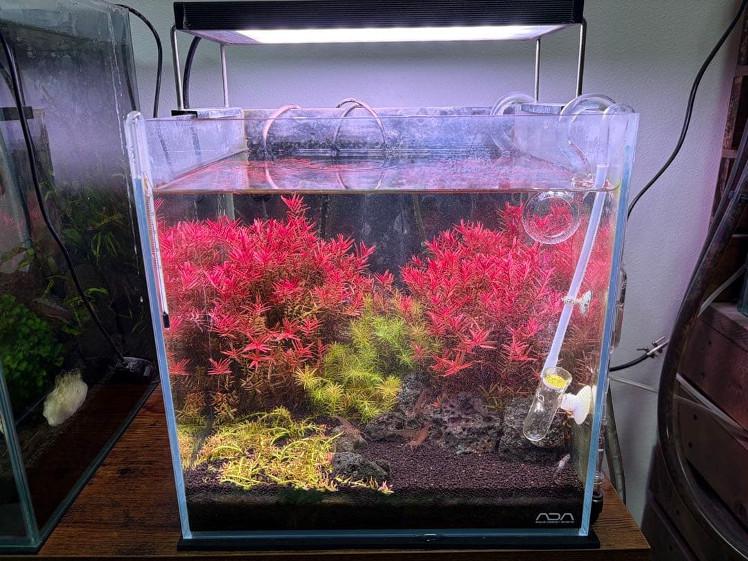 30センチ水槽セット　ADA