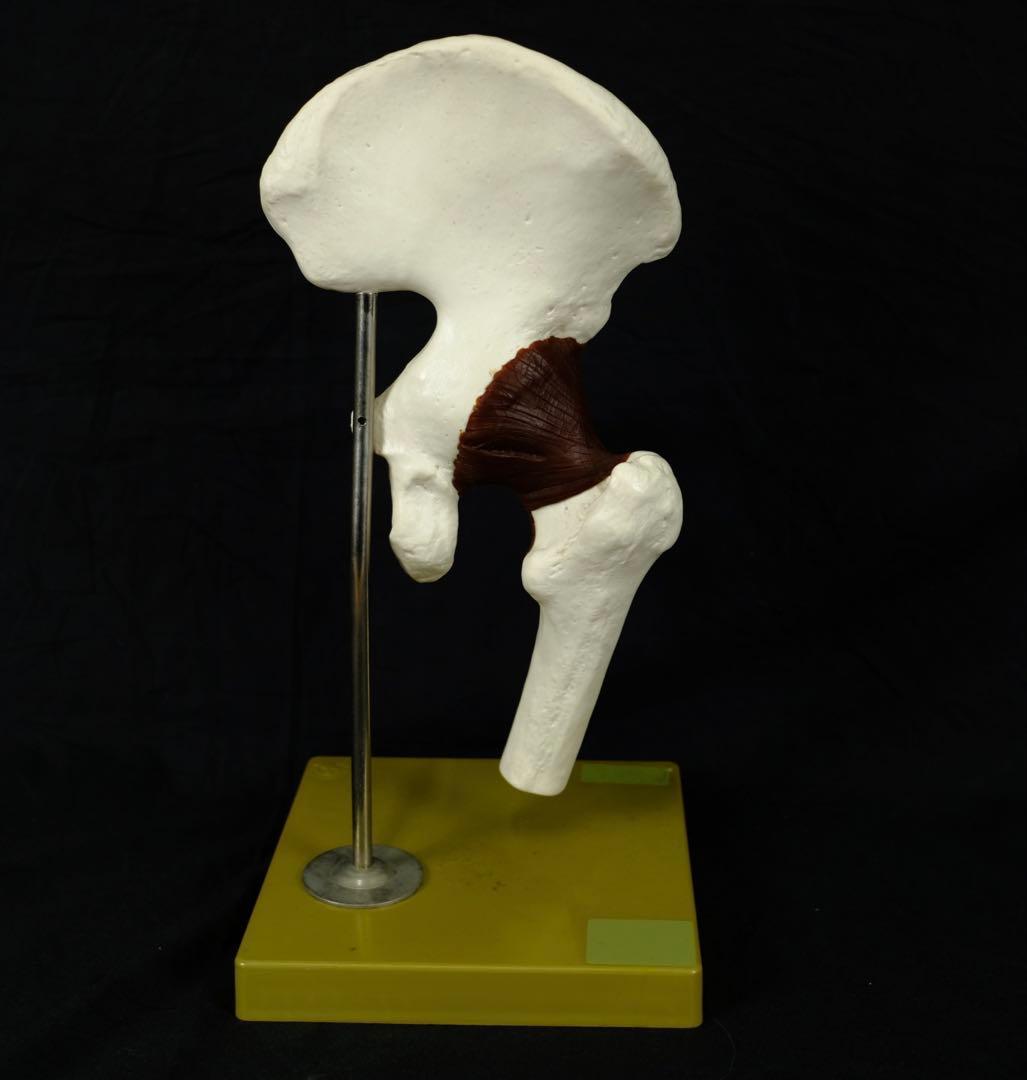 ドイツ製　アンティーク　脊椎模型　人体模型　医学　オブジェ　アート　古道具