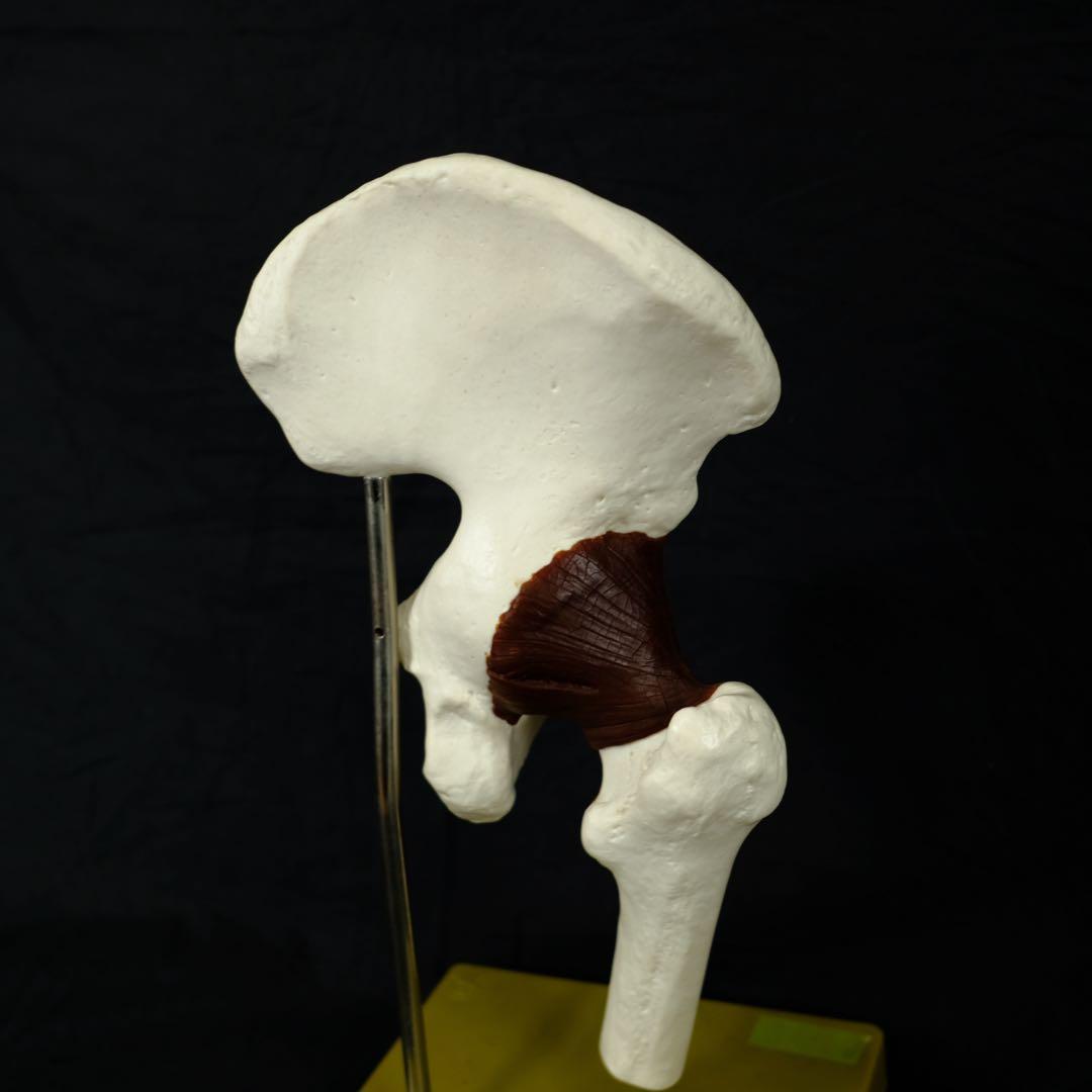 ドイツ製　アンティーク　脊椎模型　人体模型　医学　オブジェ　アート　古道具