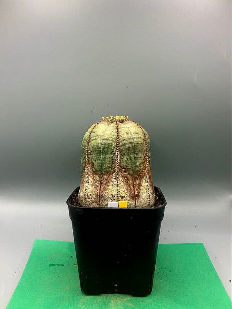 《3号WY》ユーフォルビア　オールド　オベサ　雌株