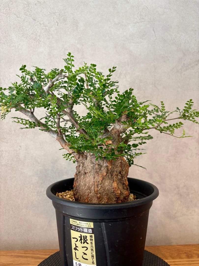 【ミニプス】塊根径7.5cm みやび鉢　パキプス　pachypus