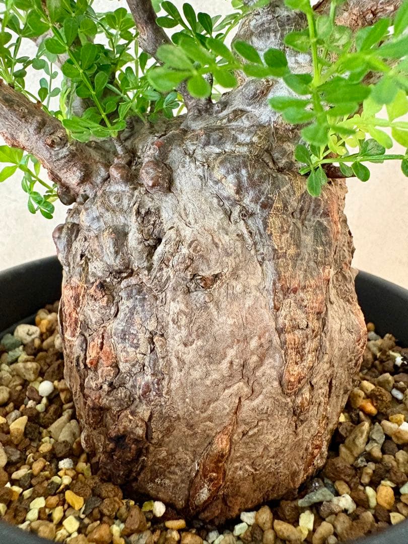 【ミニプス】塊根径7.5cm みやび鉢　パキプス　pachypus