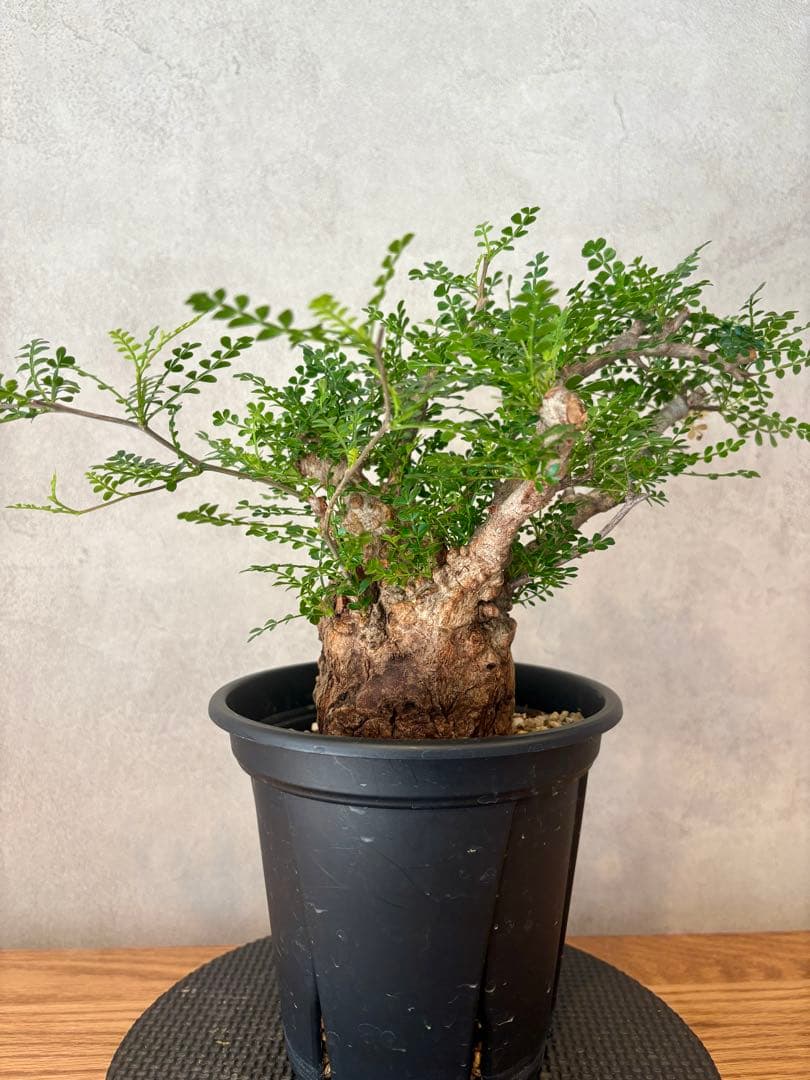 【ミニプス】塊根径7.5cm みやび鉢　パキプス　pachypus