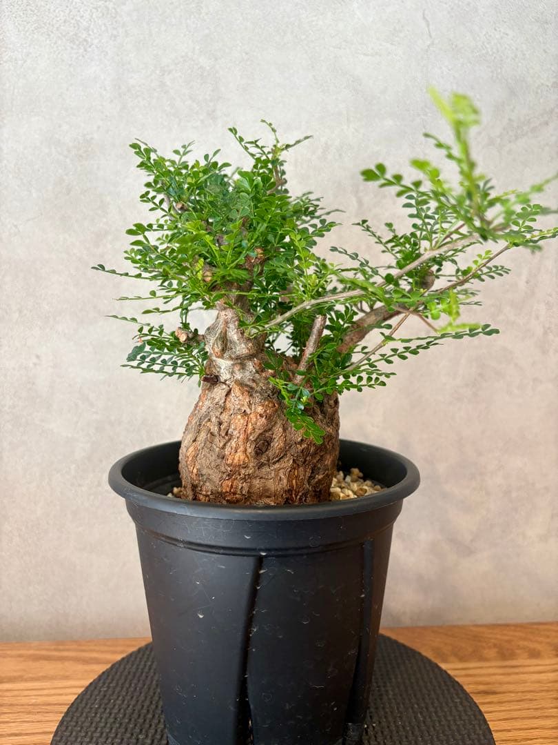 【ミニプス】塊根径7.5cm みやび鉢　パキプス　pachypus