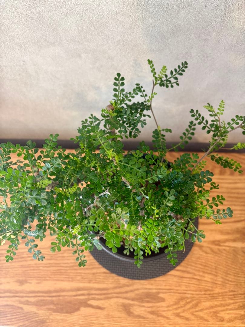 【ミニプス】塊根径7.5cm みやび鉢　パキプス　pachypus