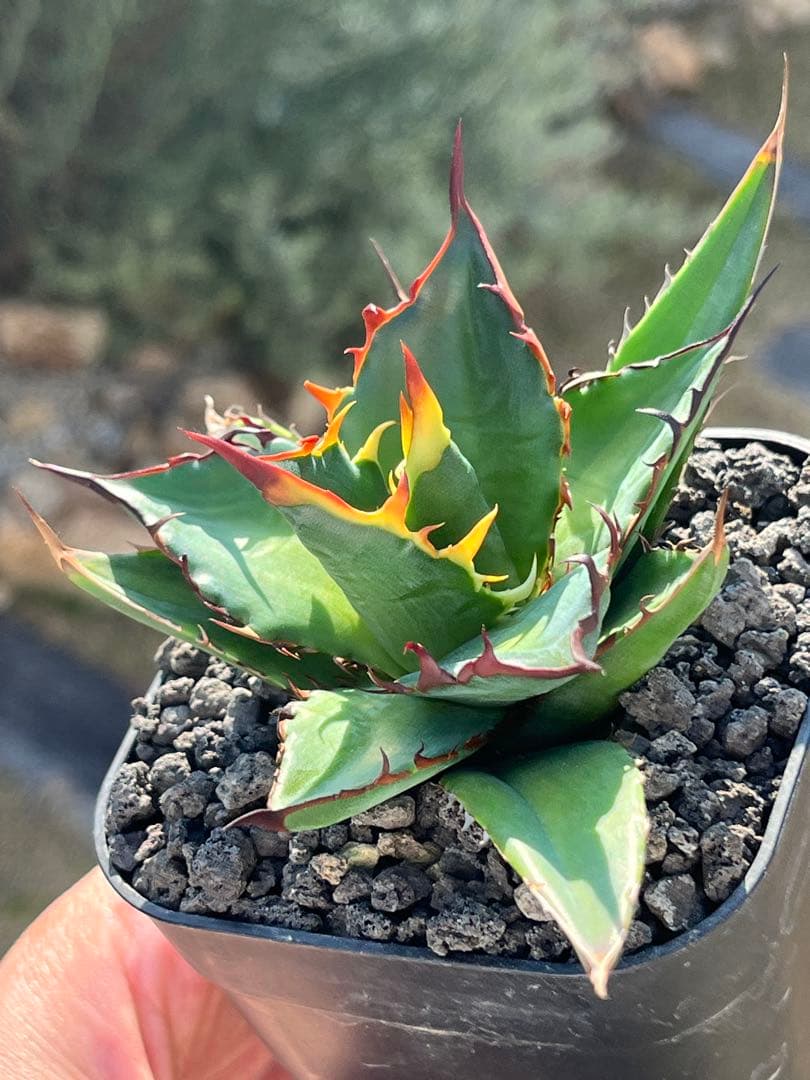 アガベ ハイブリッド ホリダ×黒火焔 （チタノタ　ブラックファイヤー） 子株