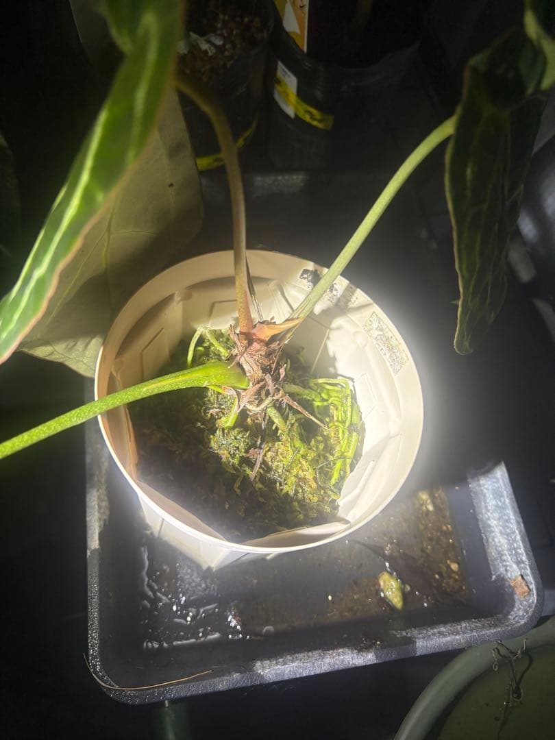 アンスリウム　原種　クリスタリナム　サウスアメリカ　レア　要・確認