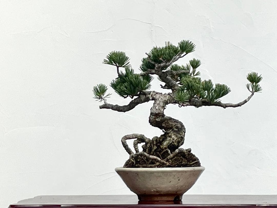 三河盆栽　五葉松　明星　盆栽　根上がり