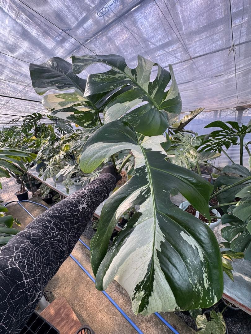 p*i様 6モンステラ　ボルギシアナ　x デリシオーサ　ミント　健康カット苗