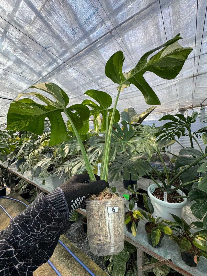 p*i様 6モンステラ　ボルギシアナ　x デリシオーサ　ミント　健康カット苗