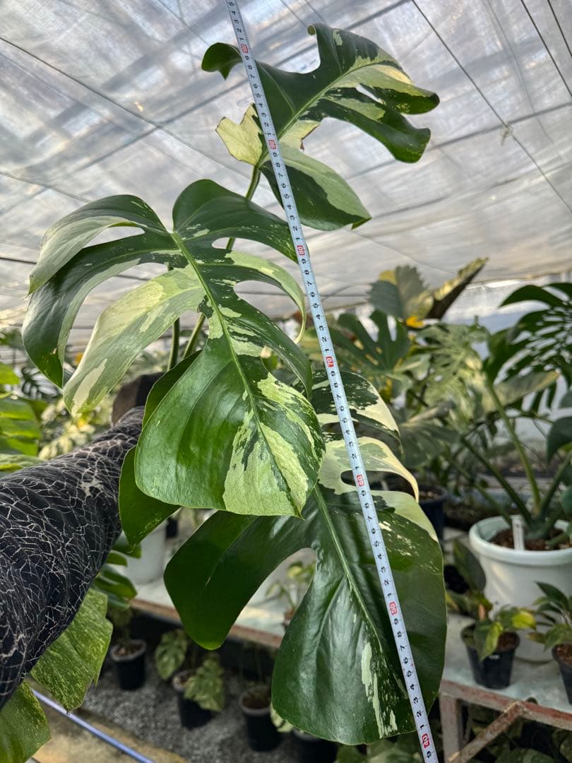 p*i様 6モンステラ　ボルギシアナ　x デリシオーサ　ミント　健康カット苗