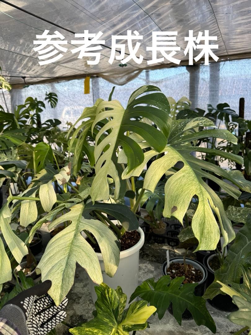 p*i様 6モンステラ　ボルギシアナ　x デリシオーサ　ミント　健康カット苗