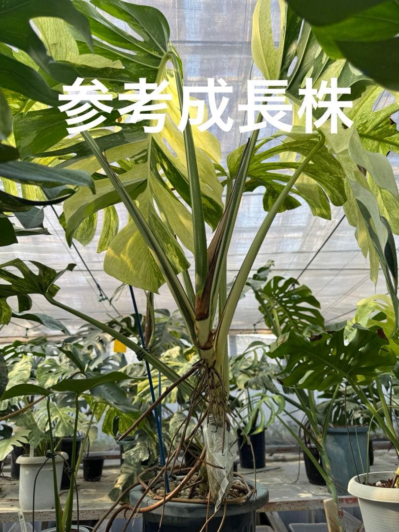 p*i様 6モンステラ　ボルギシアナ　x デリシオーサ　ミント　健康カット苗